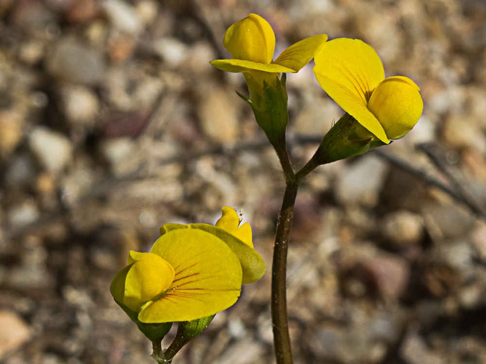 Scorpiurus muricatus, Cagarria
