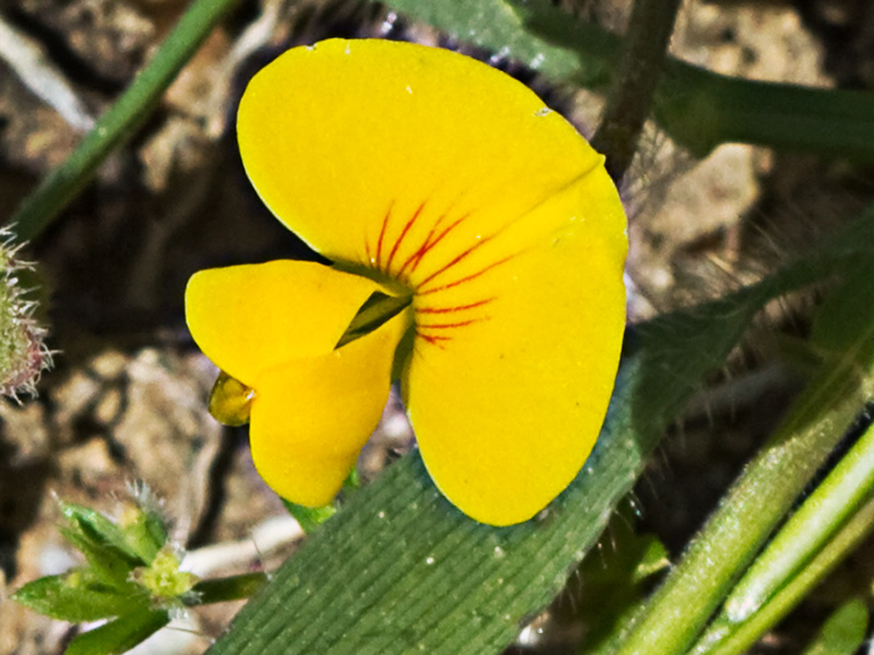 Scorpiurus muricatus, Cagarria