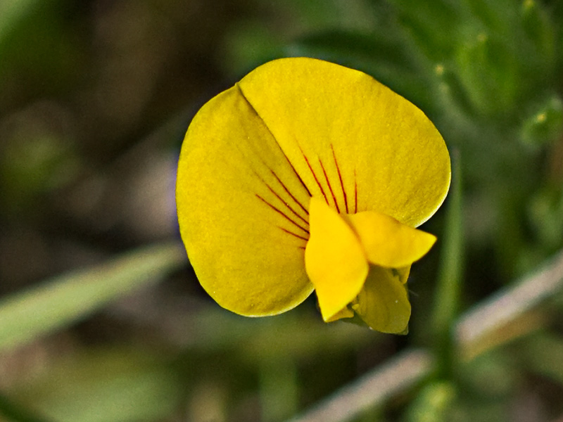 Scorpiurus muricatus, Cagarria