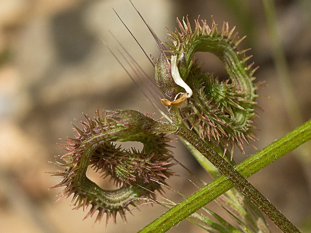 Scorpiurus muricatus, Cagarria