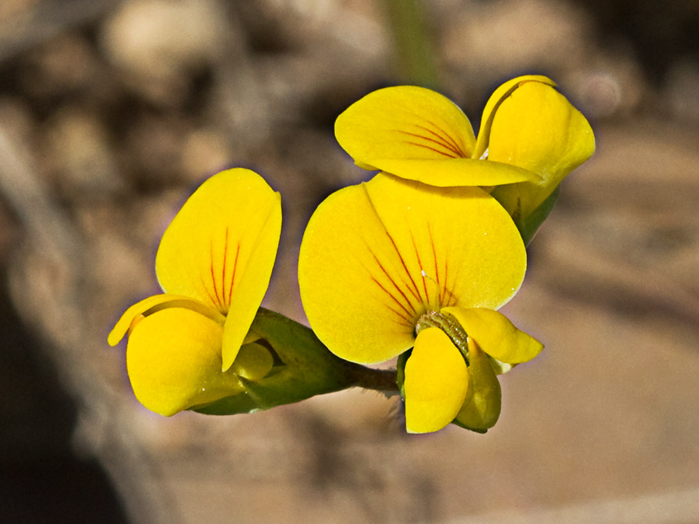 Scorpiurus muricatus, Cagarria
