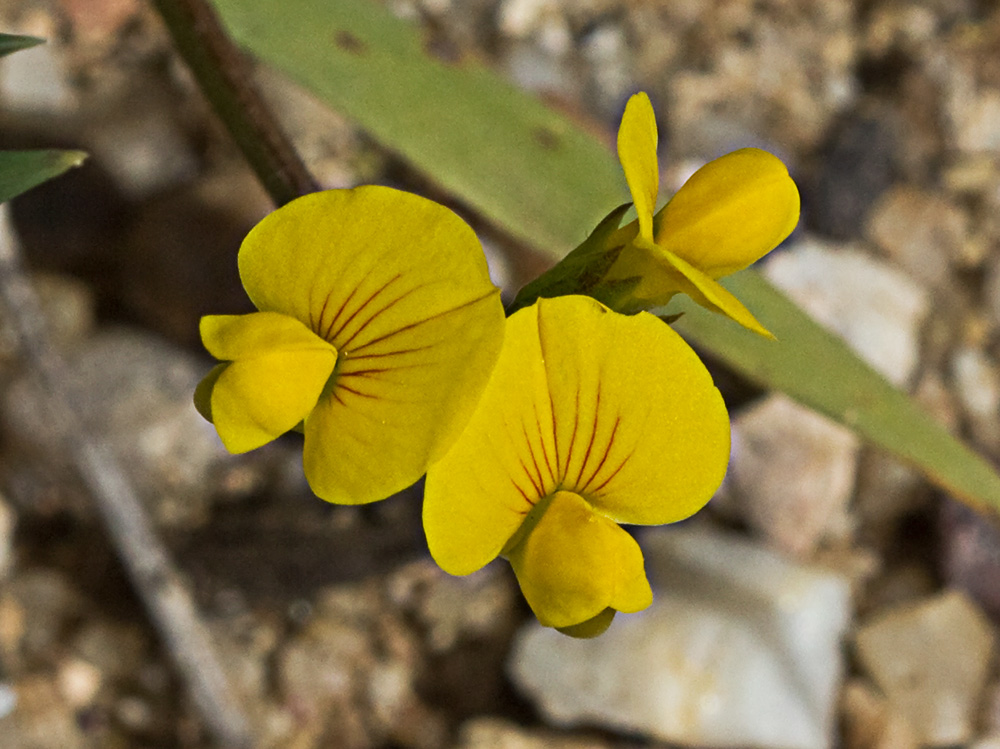 Scorpiurus muricatus, Cagarria