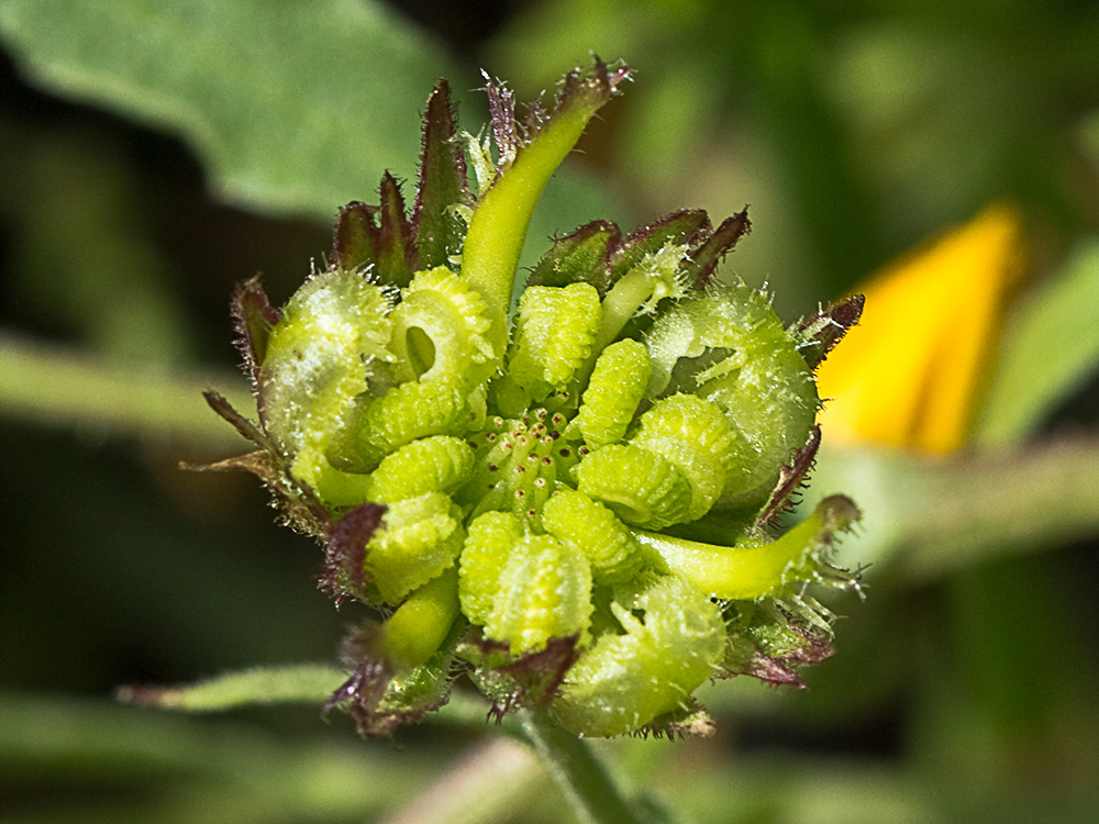 Fruto de la caléndula (Calendula arvensis)