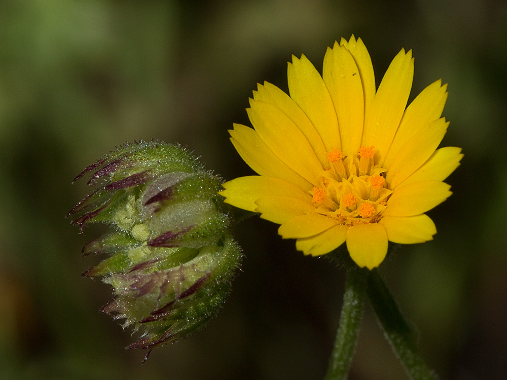 Flor de la caléndula (Calendula arvensis)