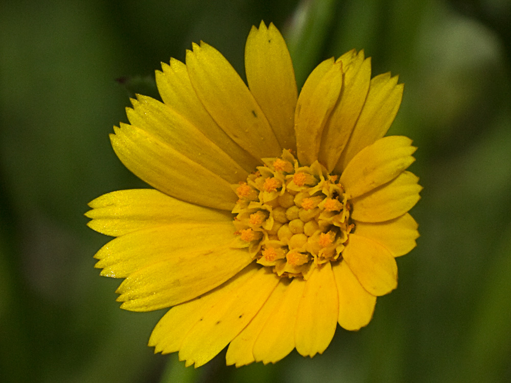 Flor de la caléndula (Calendula arvensis)