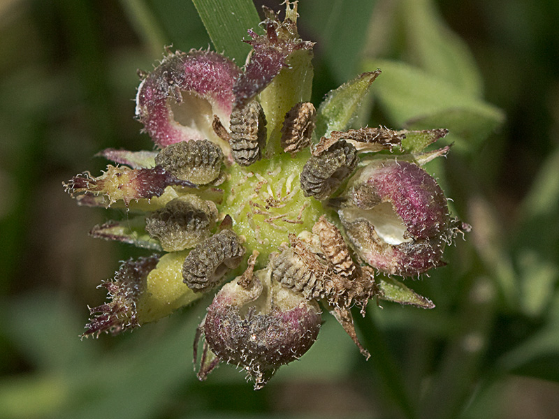 Fruto de la caléndula (Calendula arvensis)