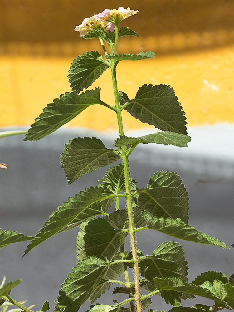 Bandera española (Lantana camara)
