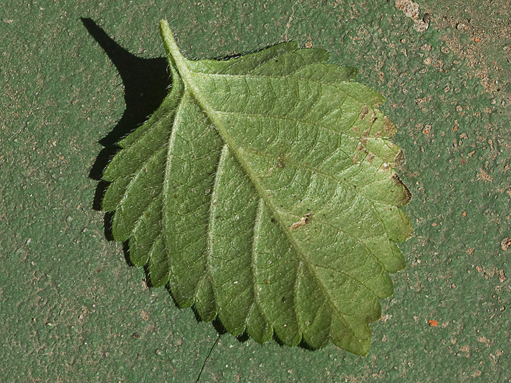 Envés de la hoja de la Bandera española (Lantana camara)