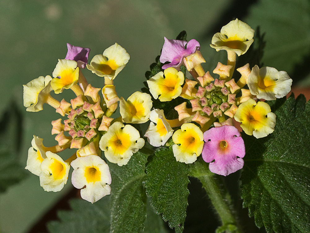 Inflorescencia de la Bandera española (Lantana camara)