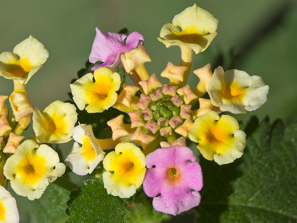 Inflorescencia de la Bandera española (Lantana camara)