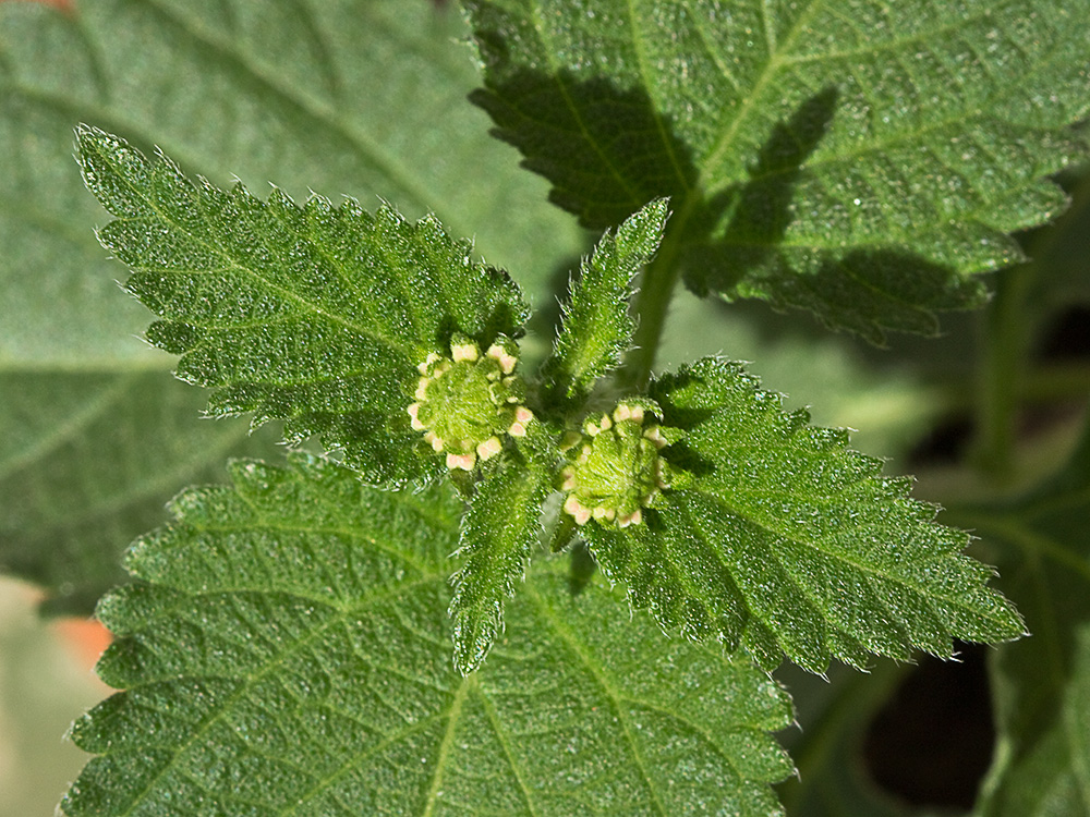 Inflorescencia de la Bandera española (Lantana camara)