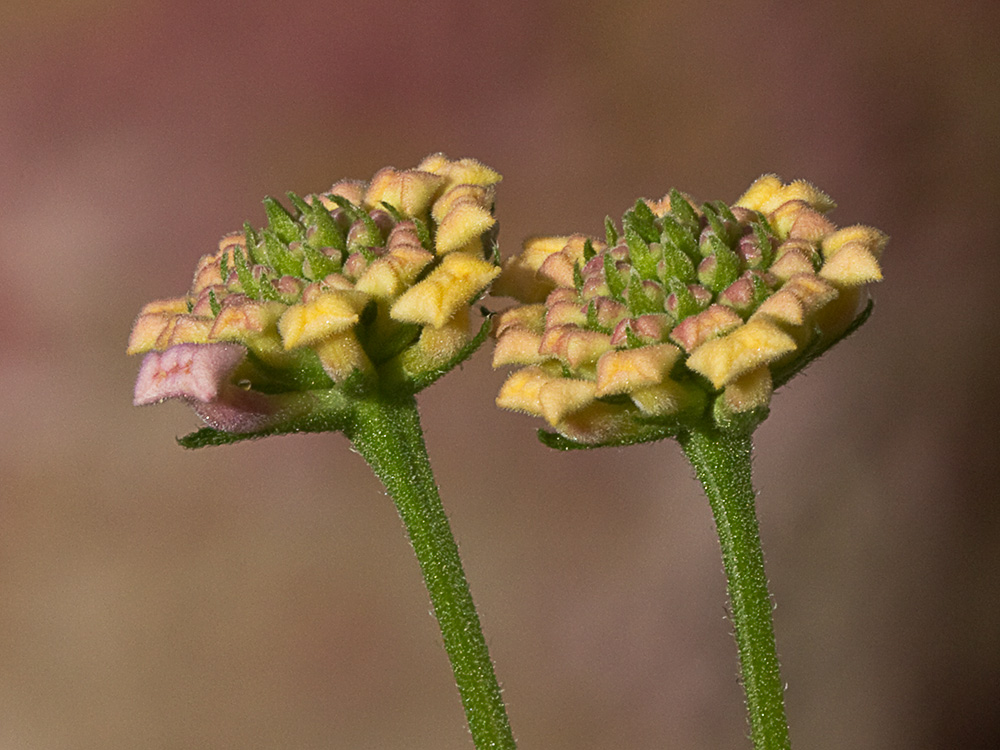 Inflorescencia de la Bandera española (Lantana camara)