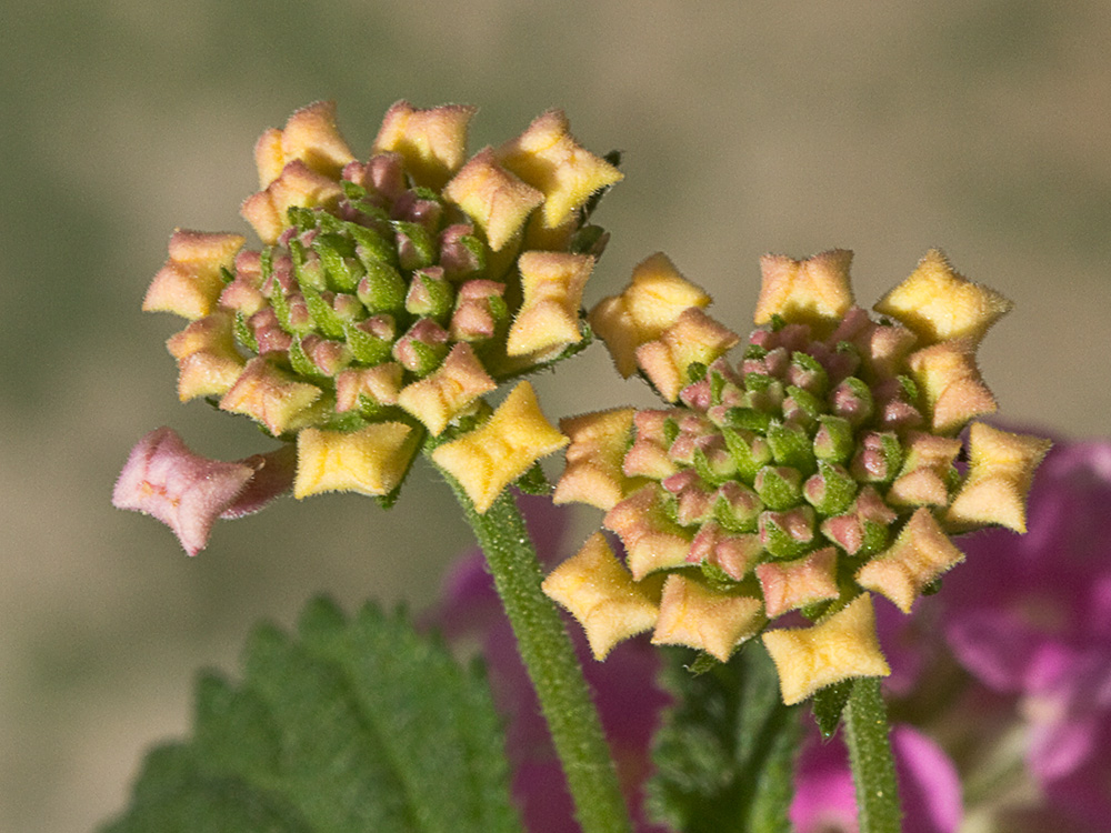 Inflorescencia de la Bandera española (Lantana camara)
