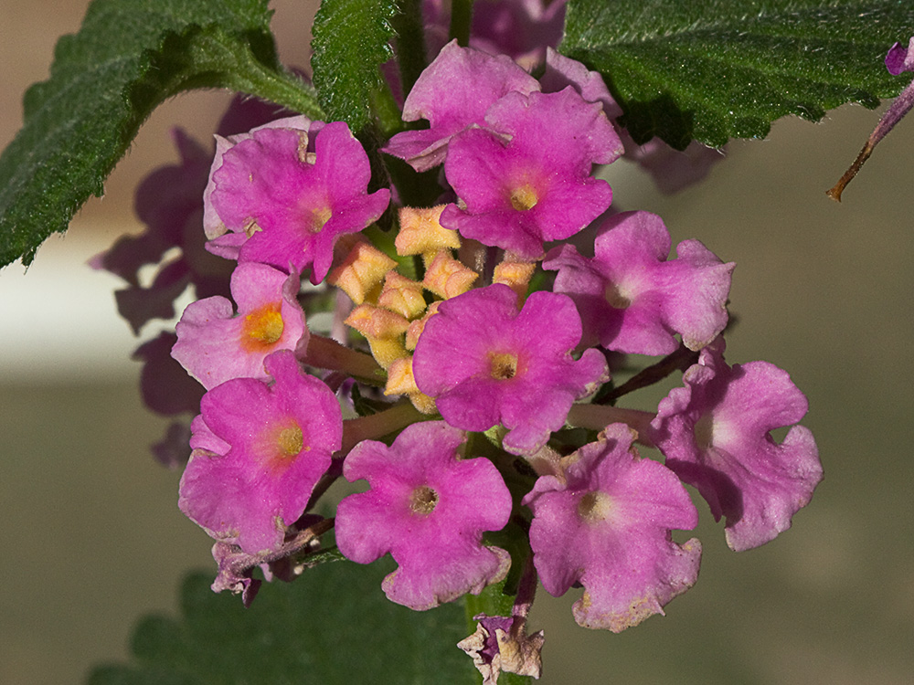 Inflorescencia de la Bandera española (Lantana camara)