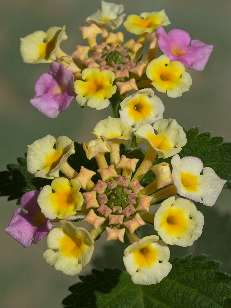 Bandera española (Lantana camara)