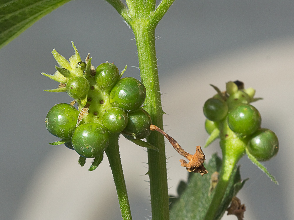 Frutos de la Bandera española (Lantana camara)