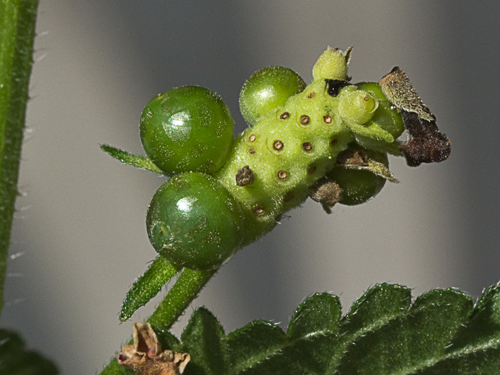 Frutos de la Bandera española (Lantana camara)