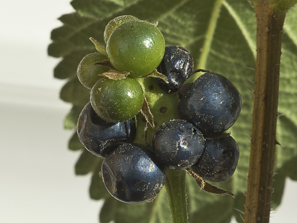 Frutos de la Bandera española (Lantana camara)