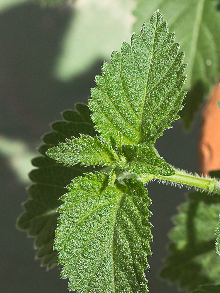 Brote de la Bandera española (Lantana camara)