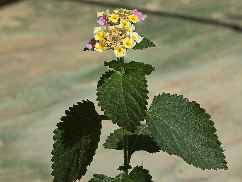 Mata de la Bandera española (Lantana camara)