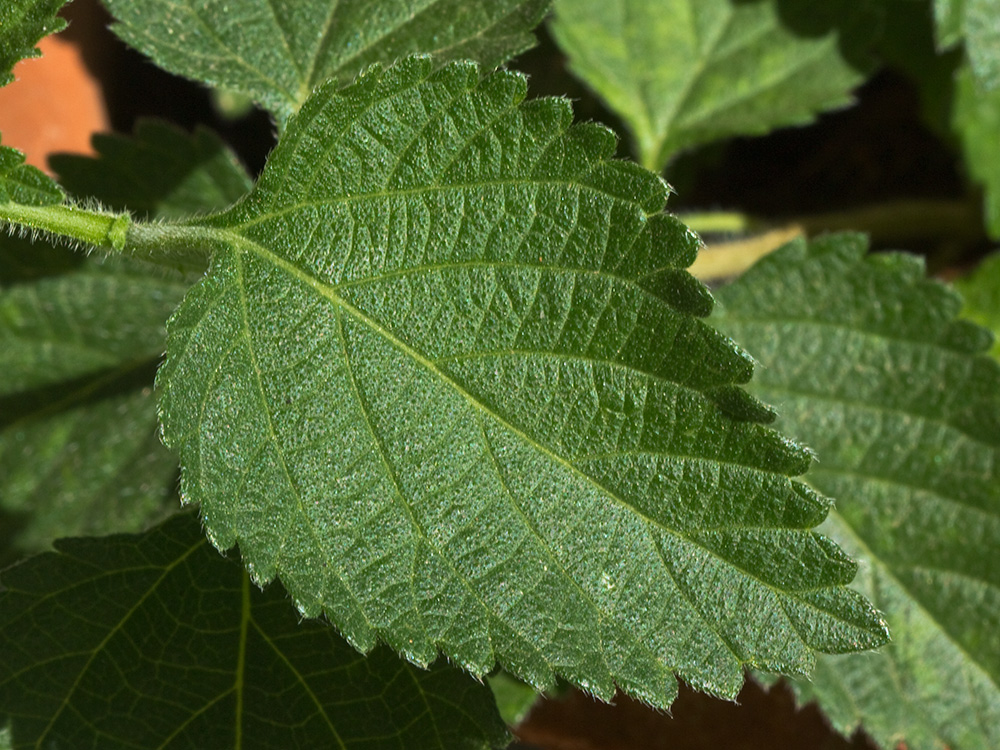 Haz de la hoja de la Bandera española (Lantana camara)