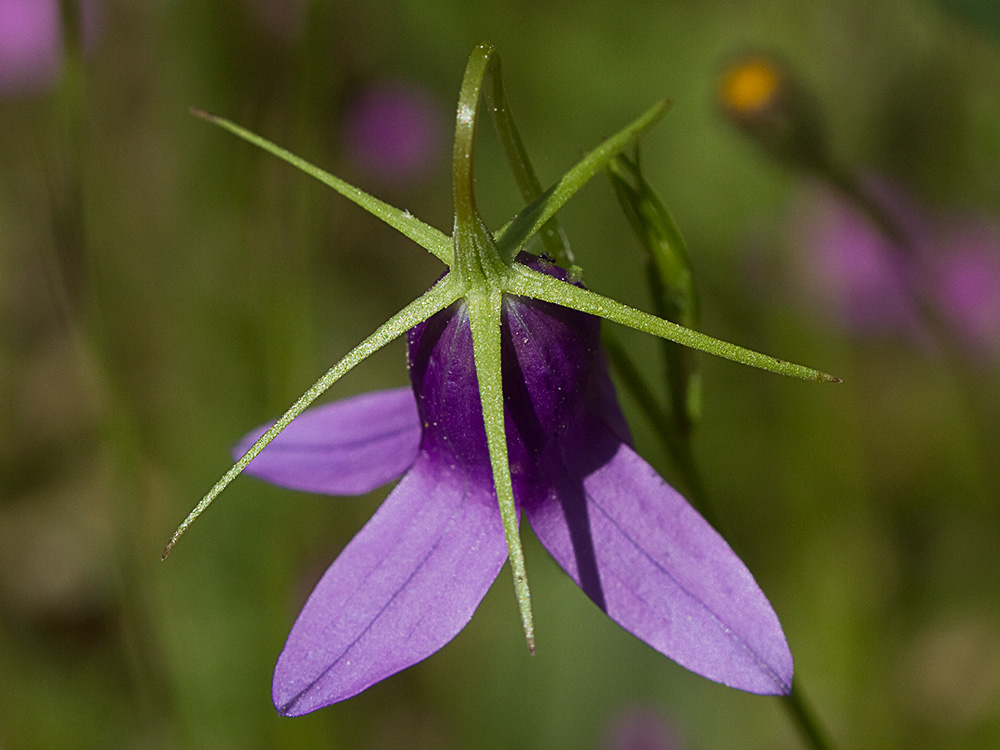 Campanula lusitanica, campanillas
