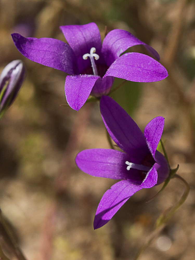 Campanula lusitanica, campanillas
