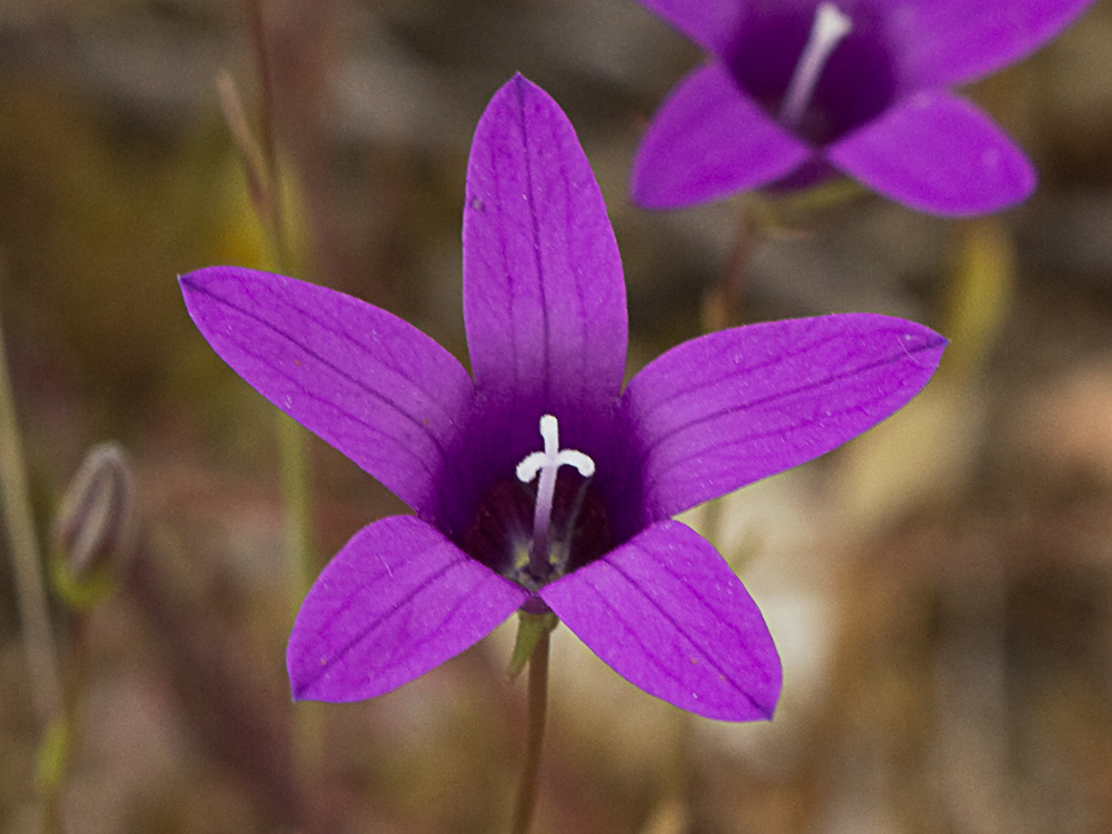 Campanula lusitanica, campanillas
