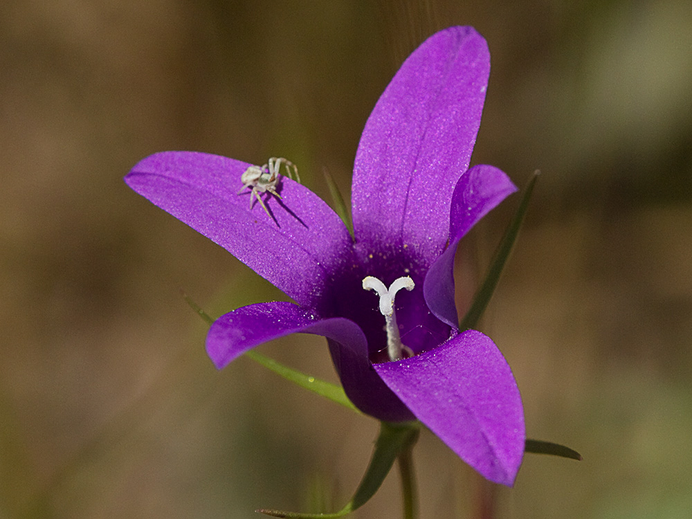 Campanula lusitanica, campanillas