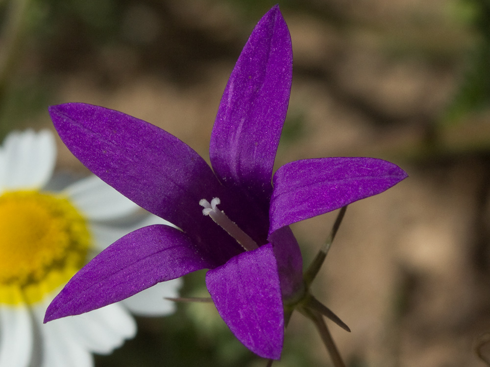 Campanula lusitanica, campanillas
