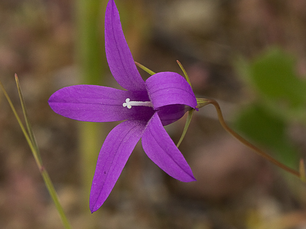 Campanula lusitanica, campanillas