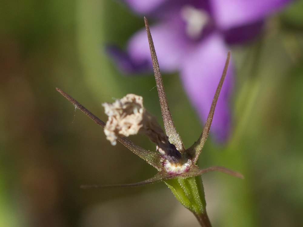Campanula lusitanica, campanillas