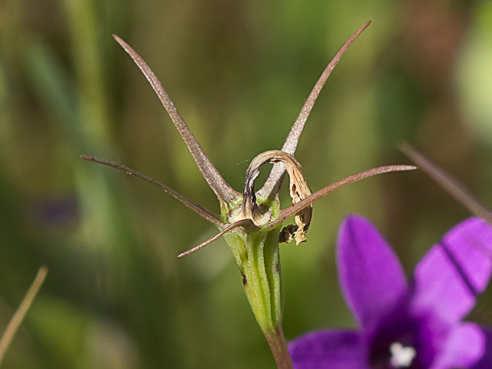 Campanula lusitanica, campanillas