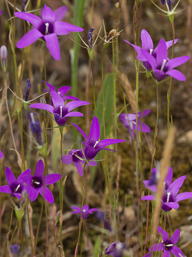 Campanula lusitanica, campanillas