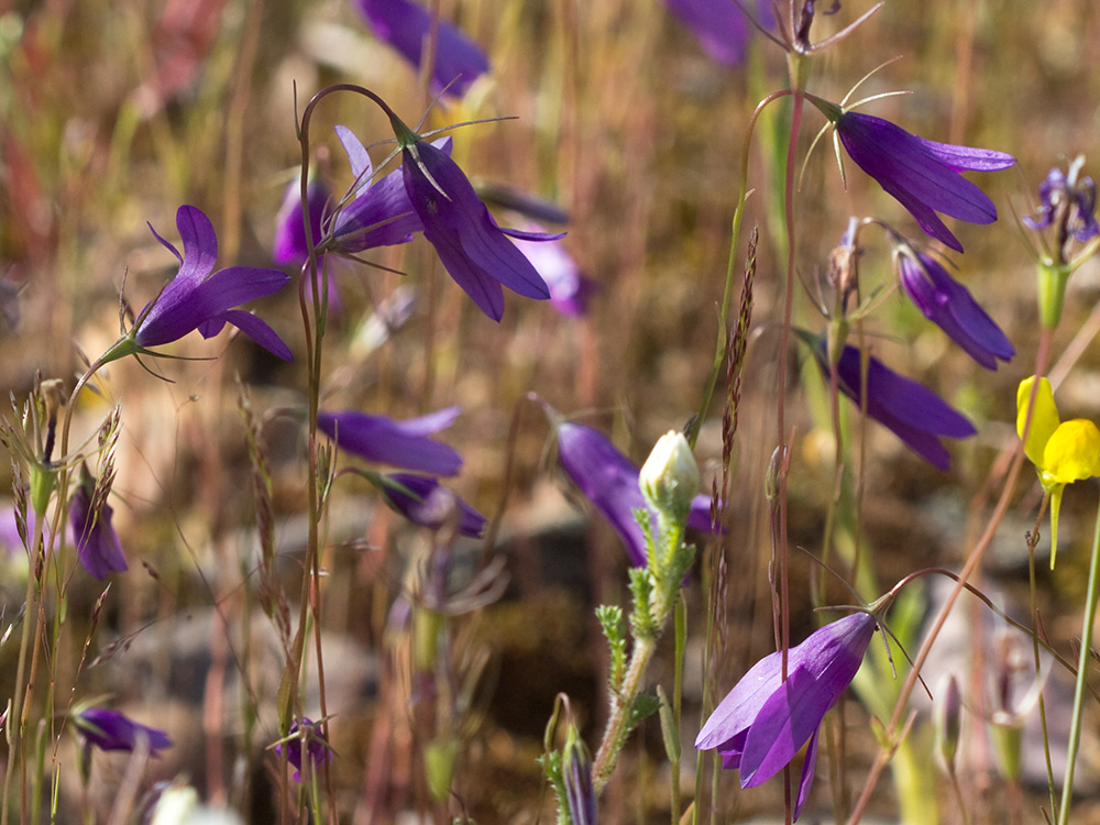 Campanula lusitanica, campanillas