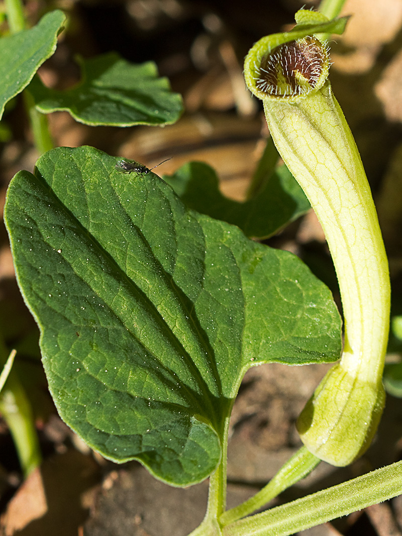 Candelitos (Aristolochia paucinervis, longa)