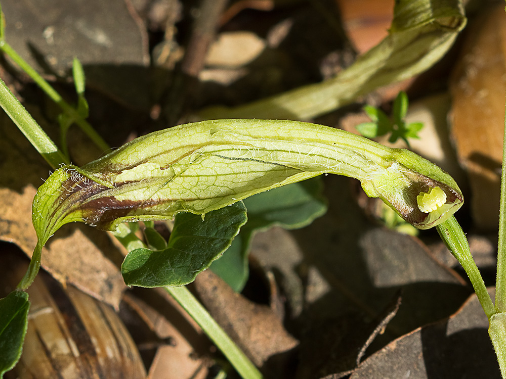 Candelitos (Aristolochia paucinervis, longa)