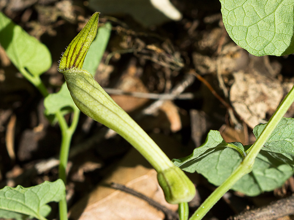 Candelitos (Aristolochia paucinervis, longa)