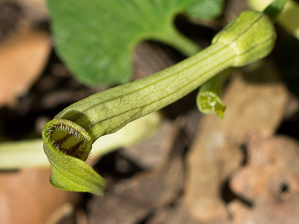 Candelitos (Aristolochia paucinervis, longa)