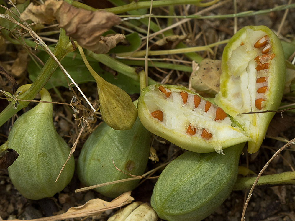 Candelitos (Aristolochia paucinervis, longa)