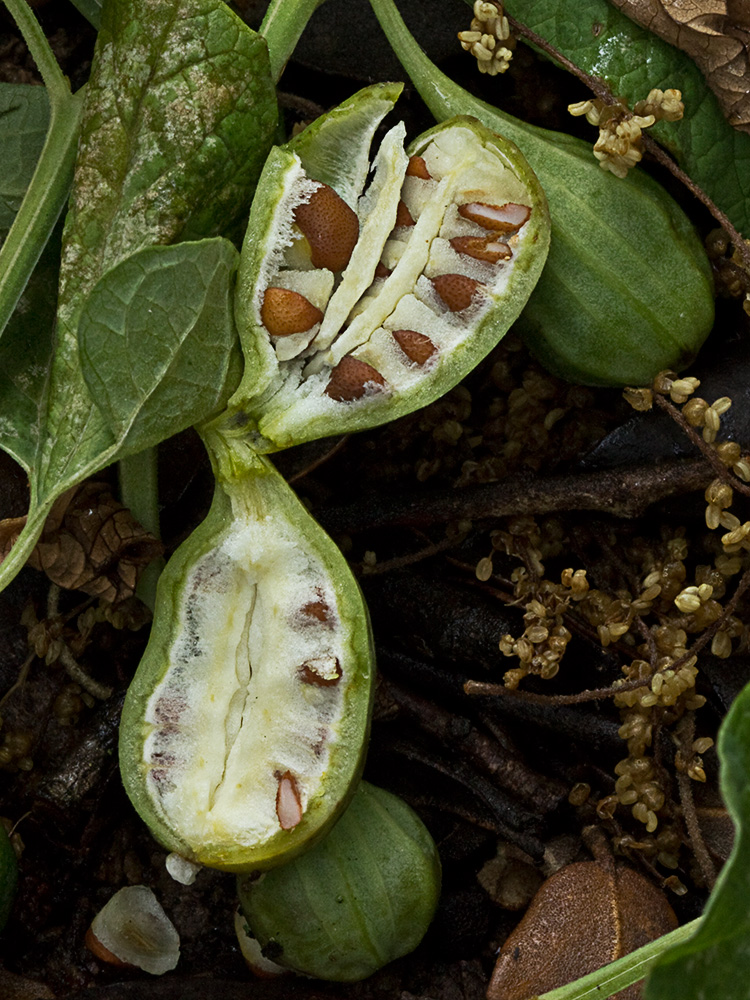 Candelitos (Aristolochia paucinervis, longa)