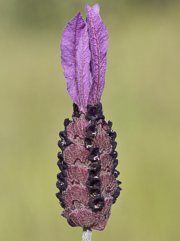 Lavandula pedunculata, cantueso