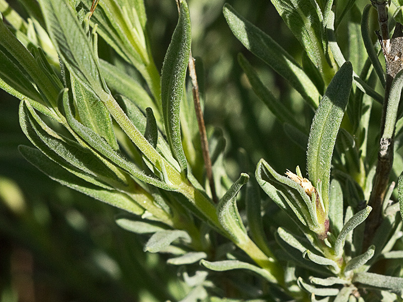 Lavandula pedunculata, cantueso