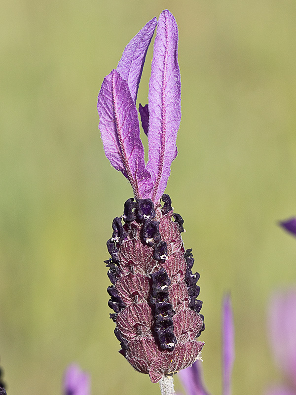 Lavandula pedunculata, cantueso