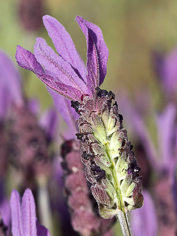 Lavandula pedunculata, cantueso