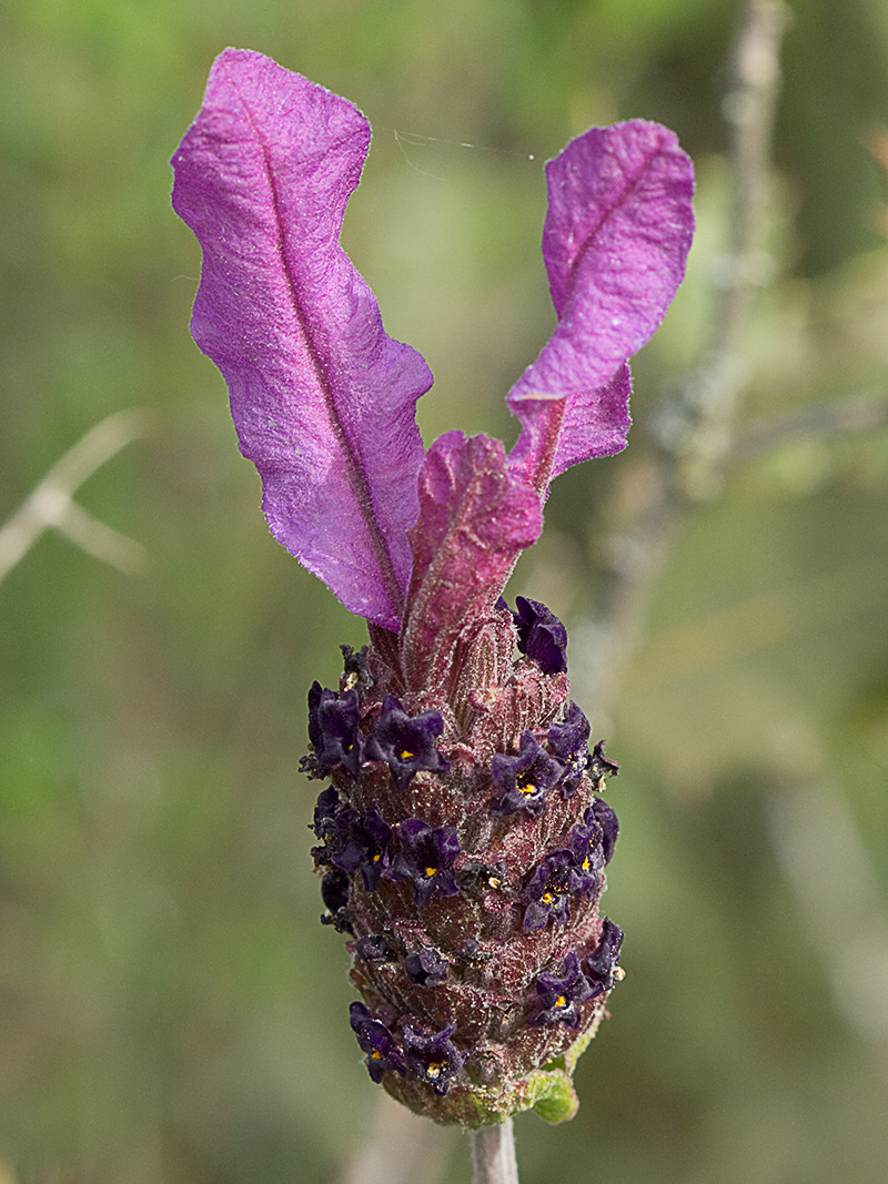 Lavandula pedunculata, cantueso