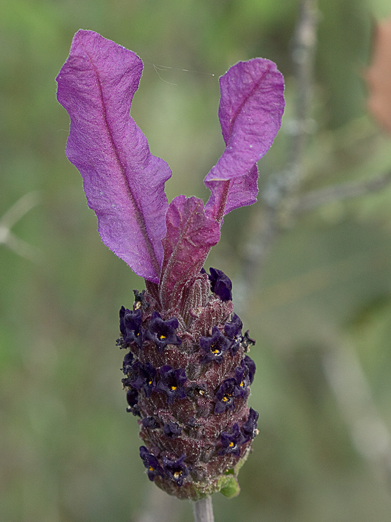 Lavandula pedunculata, cantueso