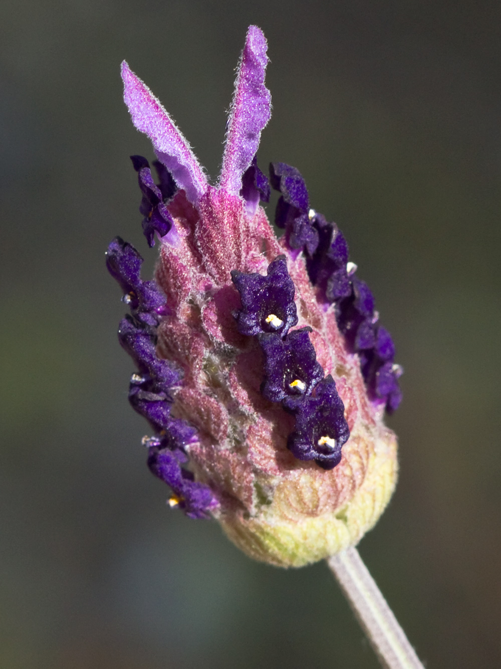 Lavandula pedunculata, cantueso