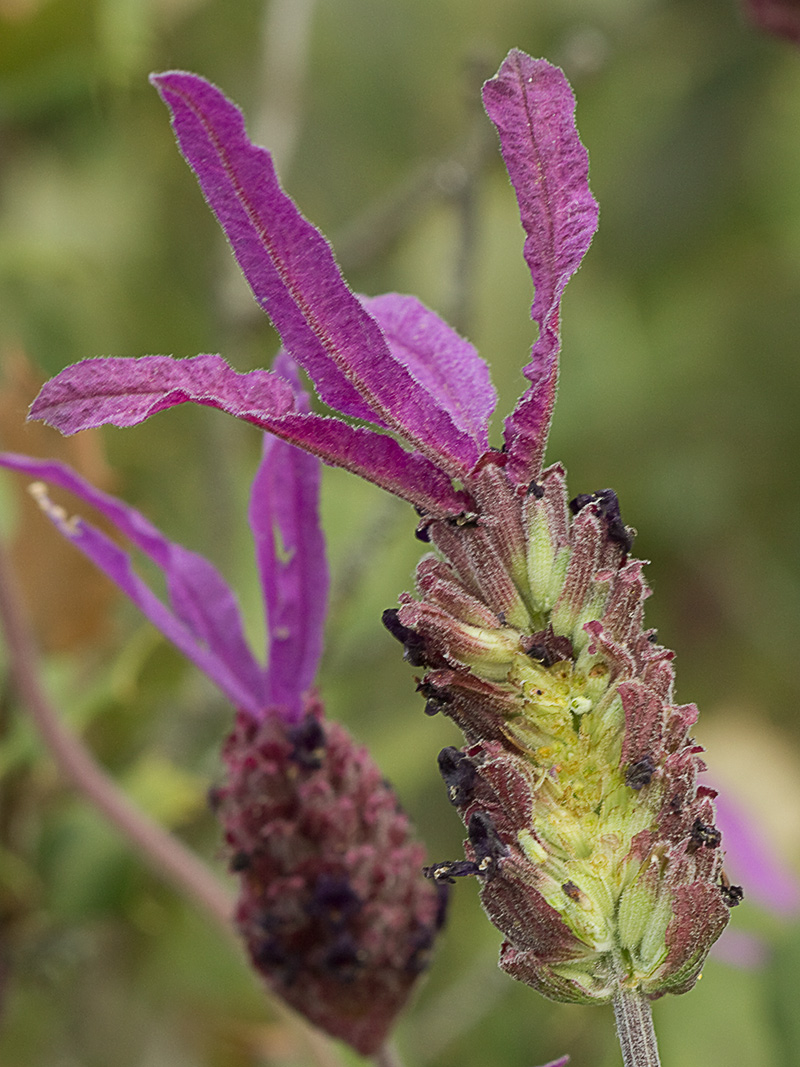 Lavandula pedunculata, cantueso