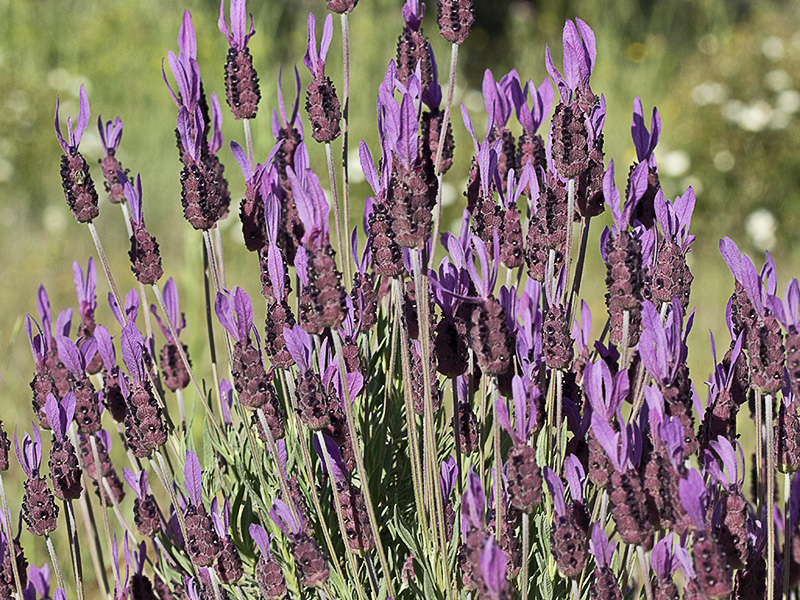 Mata de cantueso (Lavandula pedunculata) 